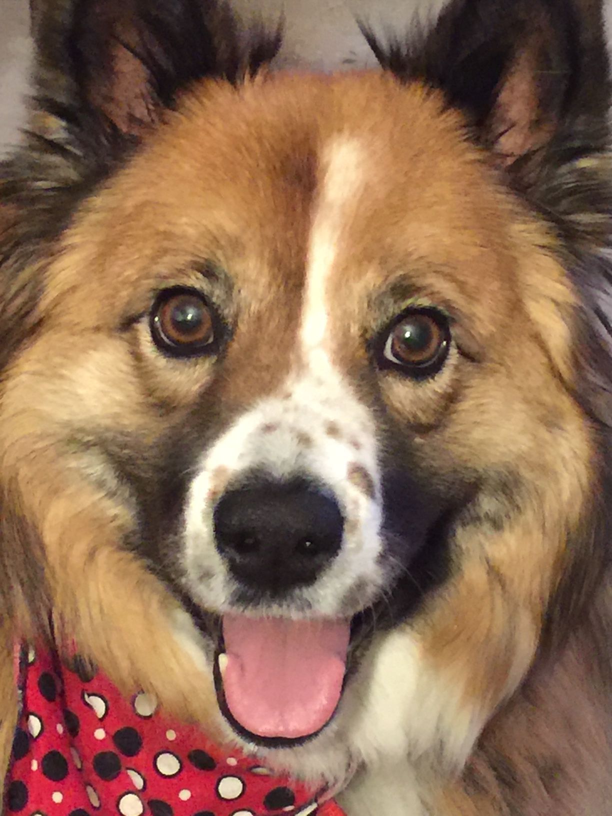 Jellee the Goodridge dog